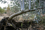 Walpeup Dryland Garden, Mallee, Victoria