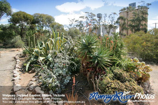 Walpeup Dryland Garden, Mallee, Victoria