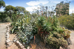 Walpeup Dryland Garden, Mallee, Victoria