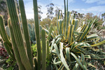 Walpeup Dryland Garden, Mallee, Victoria