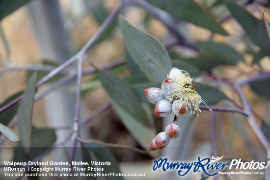 Walpeup Dryland Garden, Mallee, Victoria