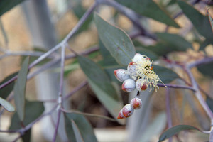 Walpeup Dryland Garden, Mallee, Victoria