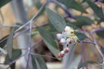 Walpeup Dryland Garden, Mallee, Victoria