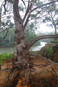 Sun shower over Murray River near Corowa