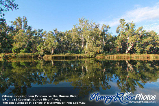 Glassy morning near Corowa on the Murray River