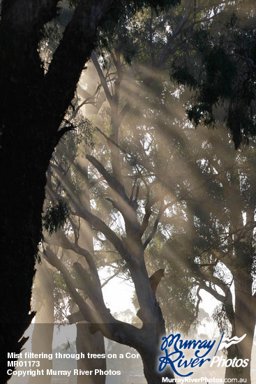 Mist filtering through trees on a Corowa morning