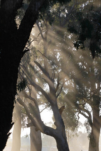 Mist filtering through trees on a Corowa morning