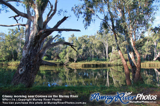 Glassy morning near Corowa on the Murray River