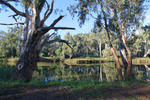Glassy morning near Corowa on the Murray River