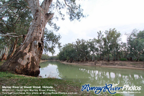 Murray River at Wood Wood, Victoria
