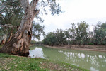 Murray River at Wood Wood, Victoria