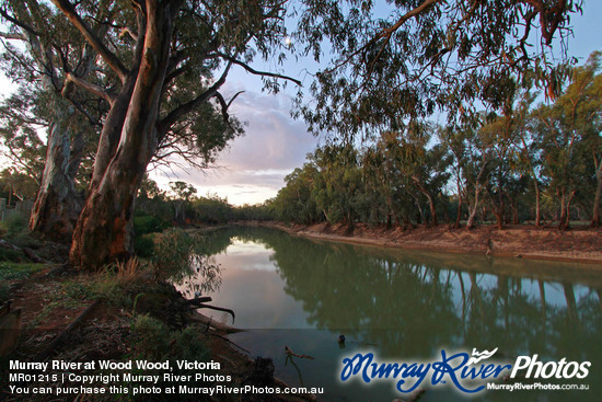 Murray River at Wood Wood, Victoria