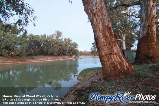 Murray River at Wood Wood, Victoria