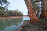 Murray River at Wood Wood, Victoria