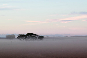 Dust in the mallee on sunset in Victoria