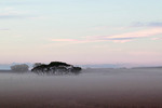 Dust in the mallee on sunset in Victoria