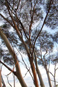 Mallee trees