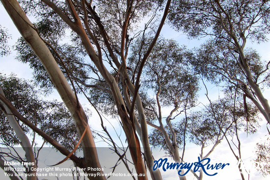 Mallee trees