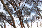 Mallee trees