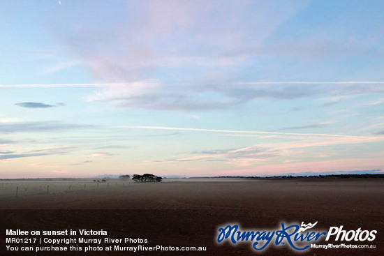 Mallee on sunset in Victoria