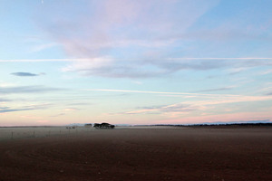 Mallee on sunset in Victoria