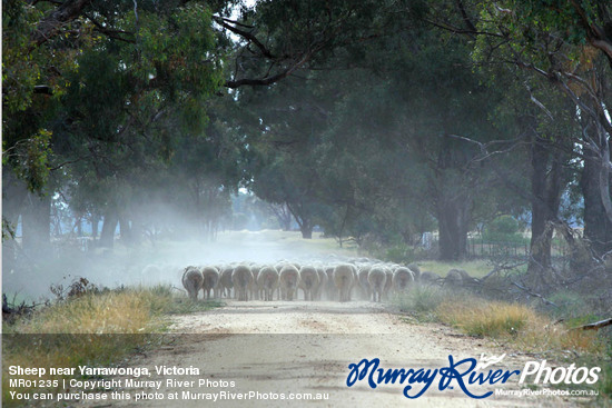 Sheep near Yarrawonga, Victoria