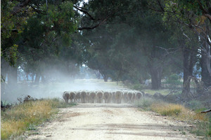 Sheep near Yarrawonga, Victoria