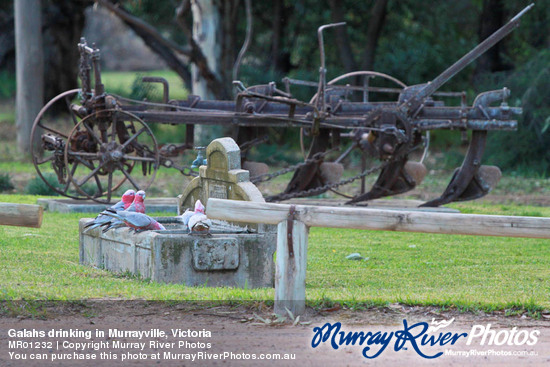 Galahs drinking in Murrayville, Victoria