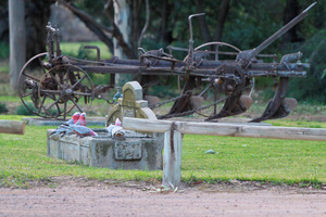 Galahs drinking in Murrayville, Victoria