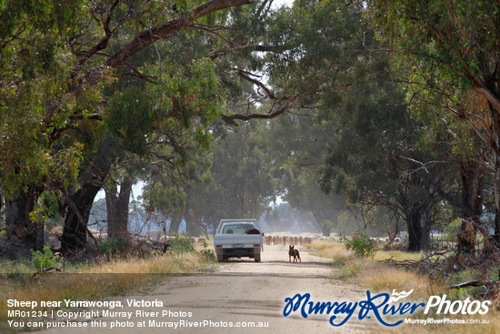 Sheep near Yarrawonga, Victoria