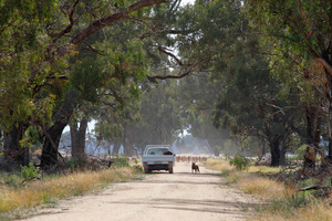 Sheep near Yarrawonga, Victoria