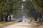 Sheep near Yarrawonga, Victoria