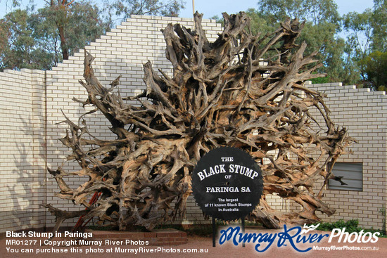 Black Stump in Paringa