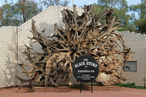 Black stump at Paringa
