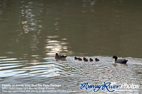 Family of ducks near Bert Dix Park, Paringa
