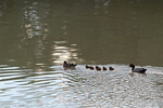 Family of ducks near Bert Dix Park, Paringa