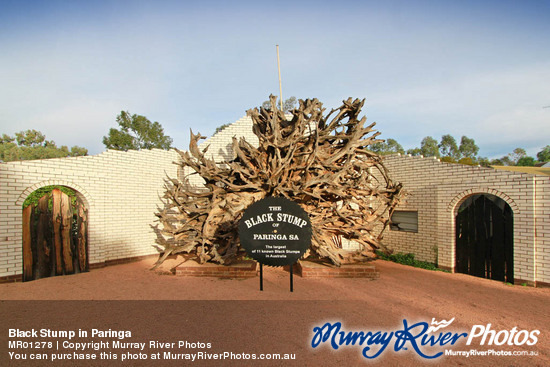 Black Stump in Paringa