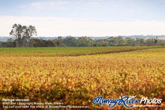 Paringa vineyard