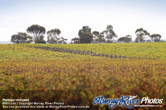 Paringa vineyard