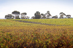 Paringa vineyard