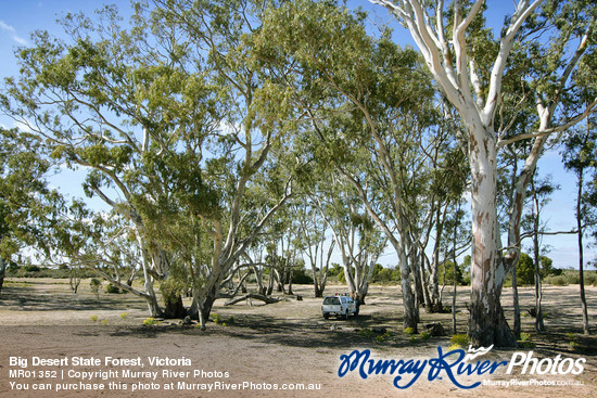 Big Desert State Forest, Victoria