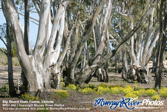 Big Desert State Forest, Victoria