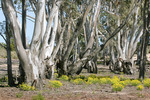 Big Desert State Forest, Victoria