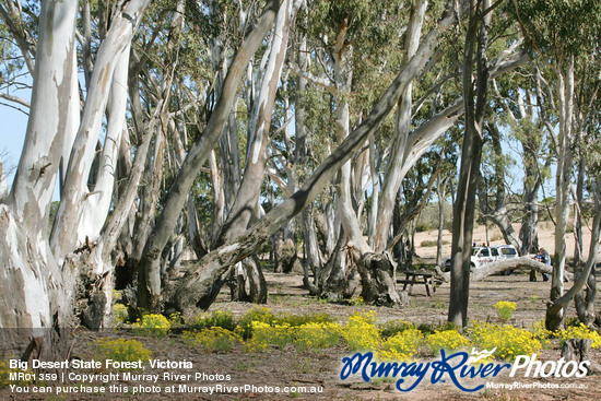 Big Desert State Forest, Victoria