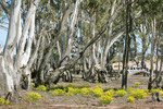 Big Desert State Forest, Victoria