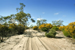 Big Desert State Forest, Victoria