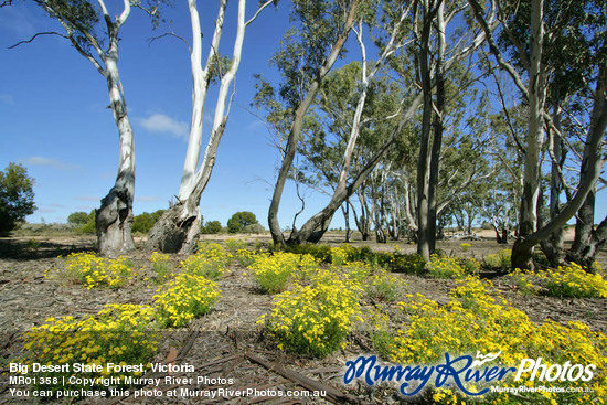 Big Desert State Forest, Victoria