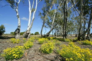 Big Desert State Forest, Victoria