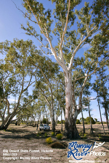 Big Desert State Forest, Victoria