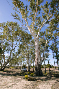 Big Desert State Forest, Victoria